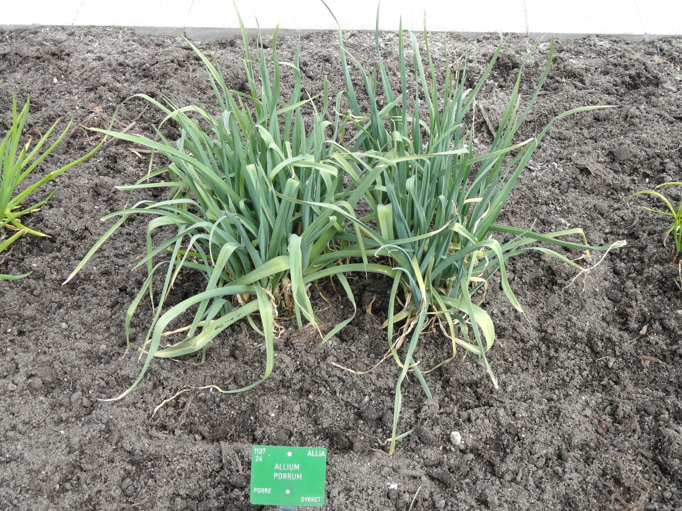 Leek (Allium ampeloprasum)