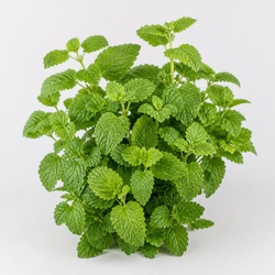 Lemon Balm Identification Guide