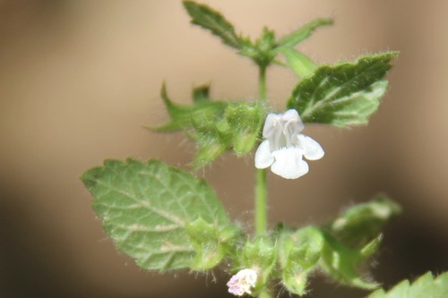 Lemon Balm