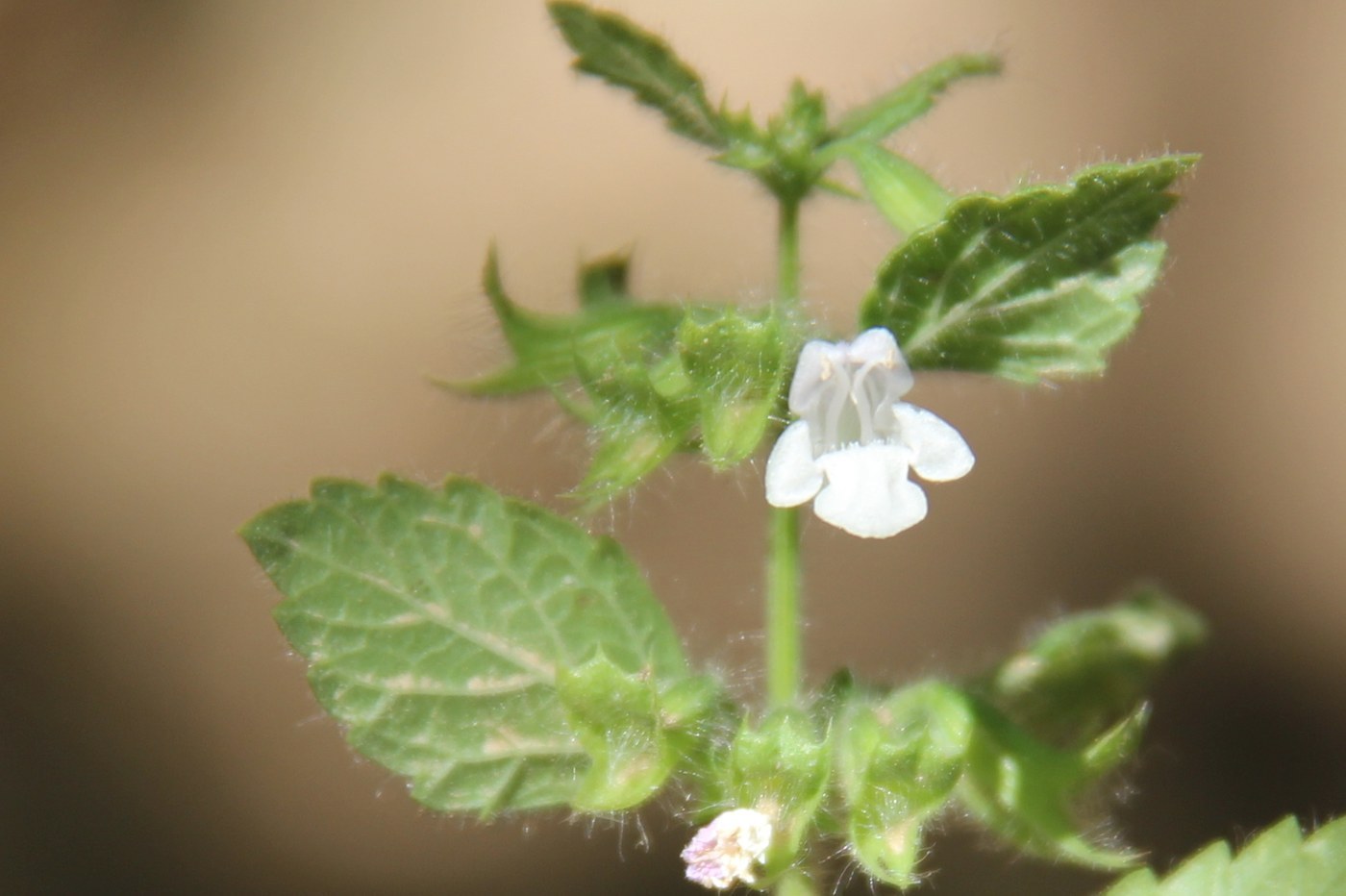 How to Care for Lemon Balm