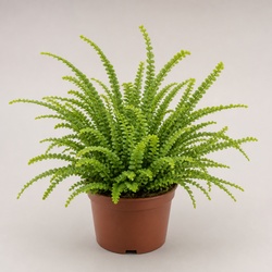 Lemon Button Fern Identification Guide