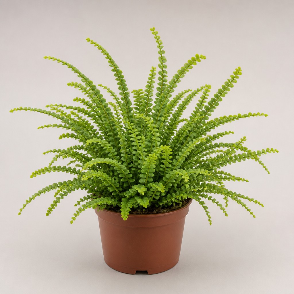 Lemon Button Fern