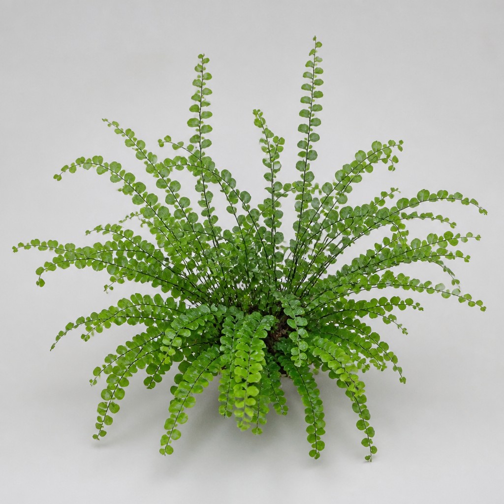 Lemon Button Fern