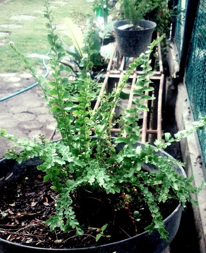 Lemon Button Fern