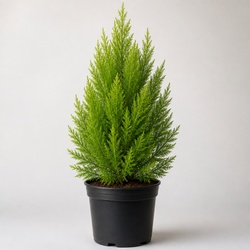 Lemon Cypress Identification Guide