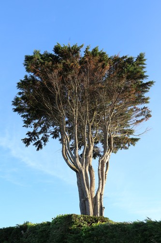 Lemon Cypress