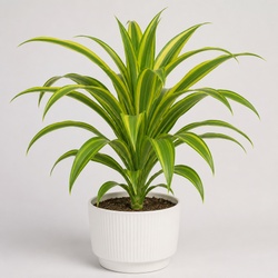 Lemon Lime Dracaena Identification Guide