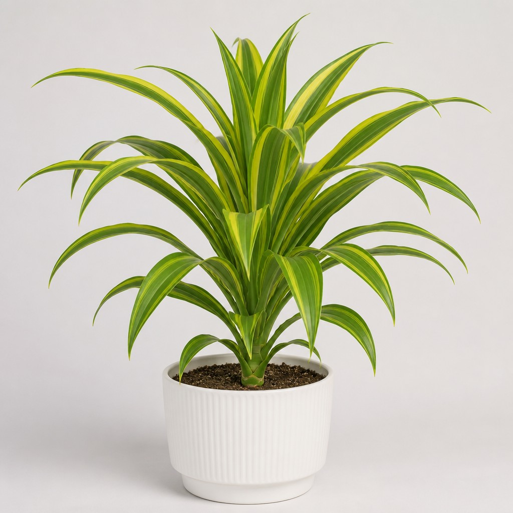 Lemon Lime Dracaena