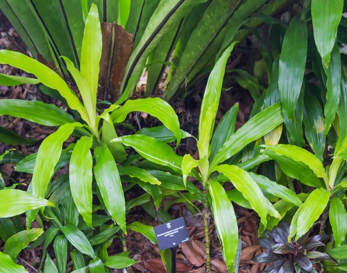 Lemon Lime Dracaena