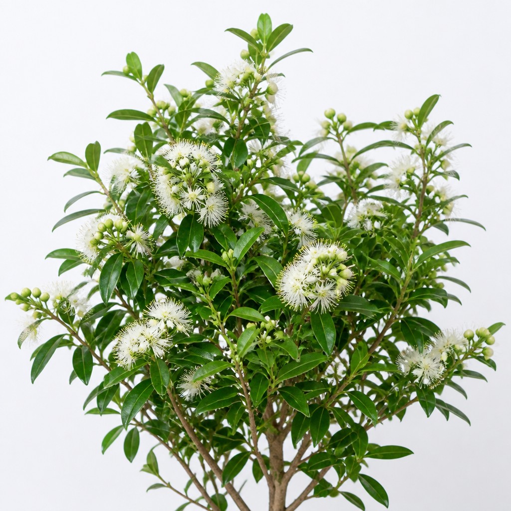 Lemon Myrtle