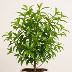 Lemon Myrtle Identification Guide