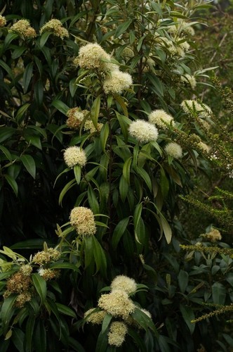 Lemon Myrtle