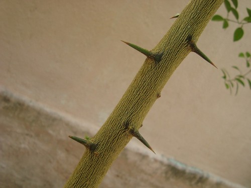 Lemon Tree