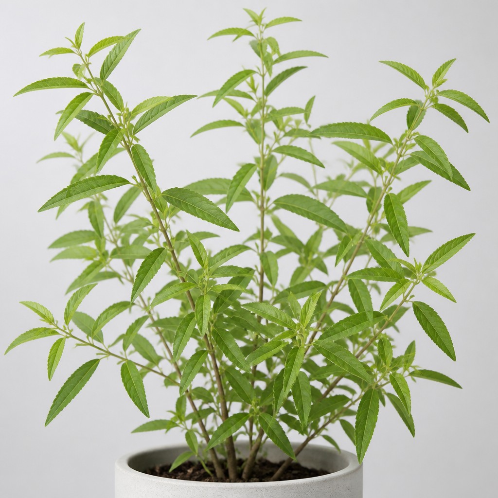 Lemon Verbena