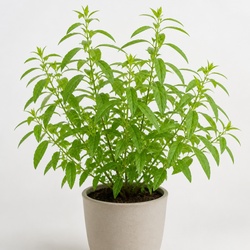 Lemon Verbena Identification Guide