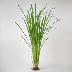 Lemongrass Identification Guide