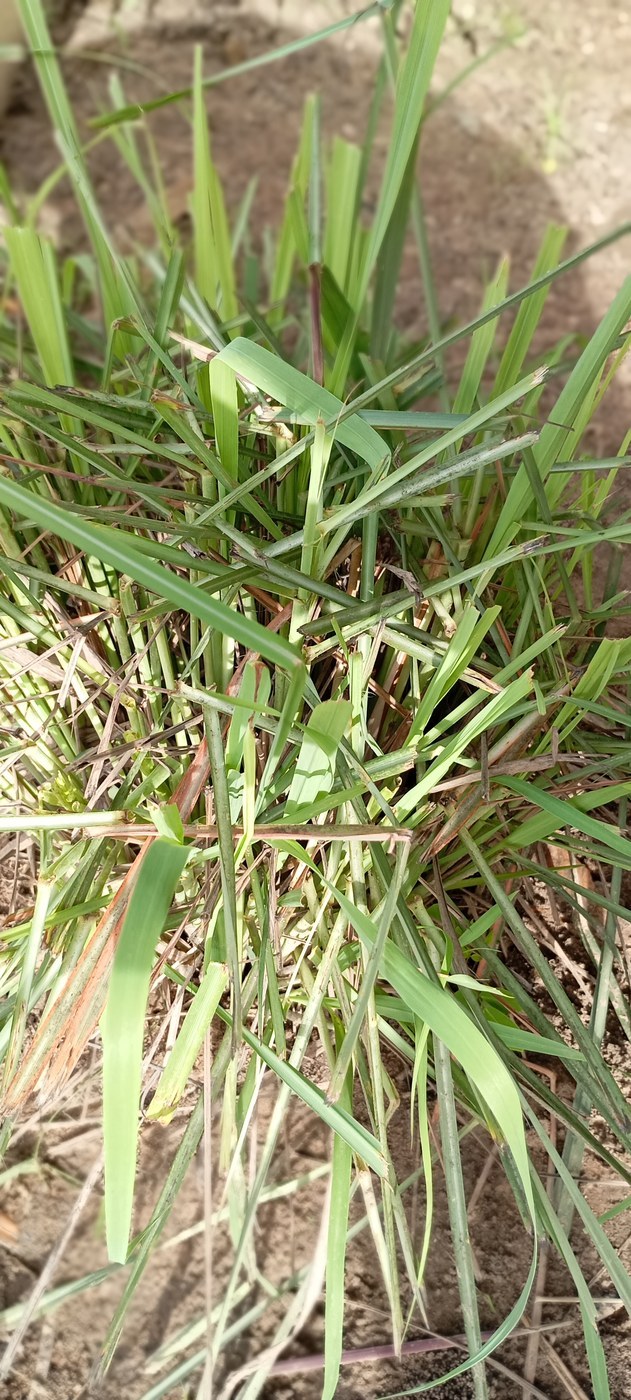 How to Care for Lemongrass