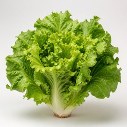 Lettuce Identification Guide