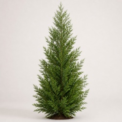 Leyland Cypress Identification Guide
