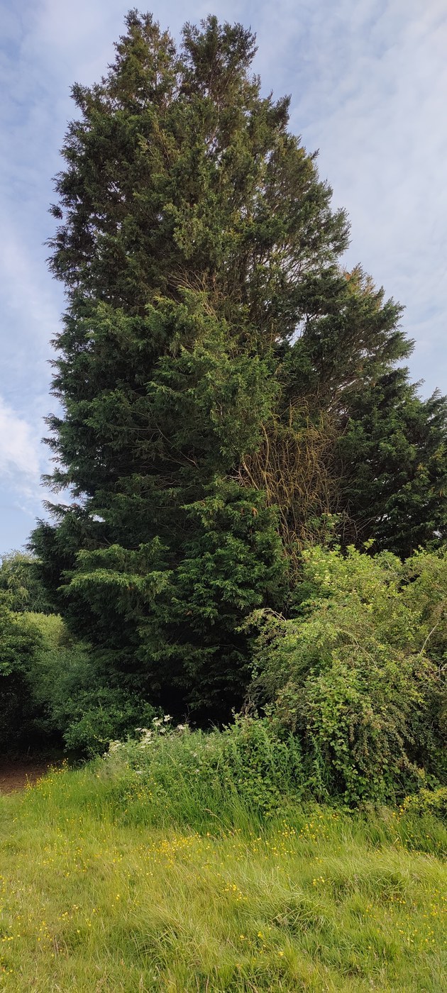 How to Care for Leyland Cypress