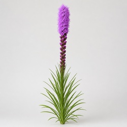 Liatris Identification Guide