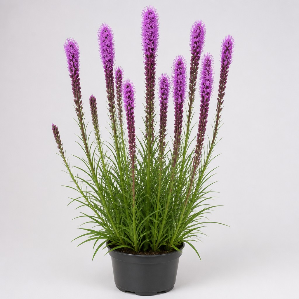 Liatris