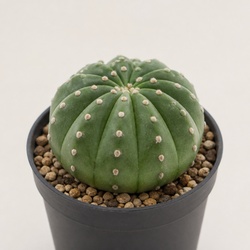 Lifesaver Cactus Identification Guide