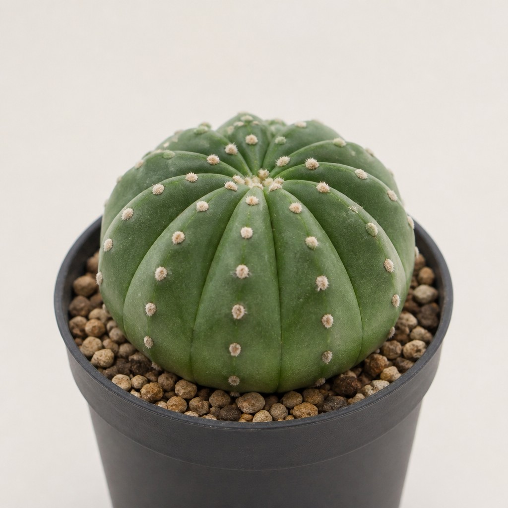 Lifesaver Cactus