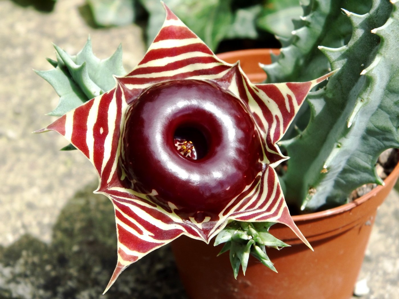 How to Care for Lifesaver Cactus