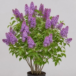 Lilac Identification Guide