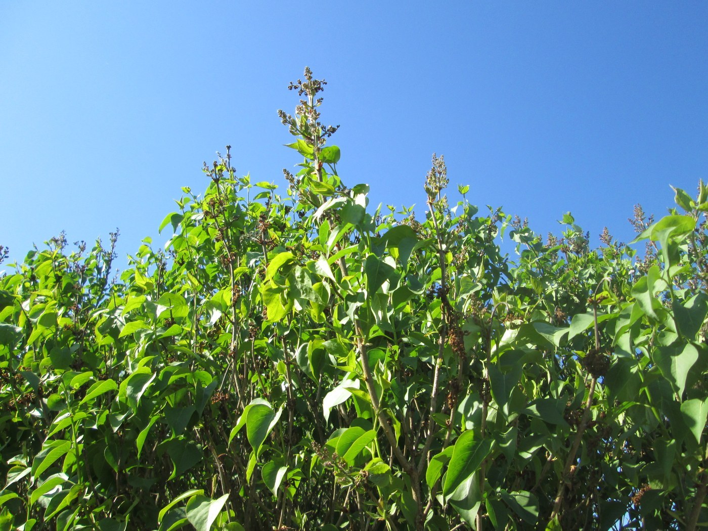 How to Care for Lilac
