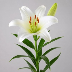 Lily Identification Guide