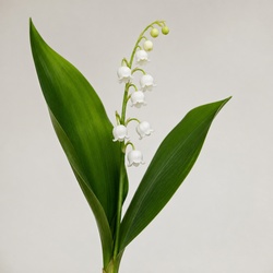 Lily of the Valley Identification Guide