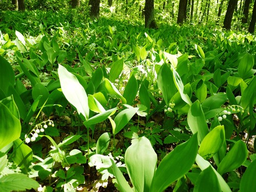 Lily of the Valley