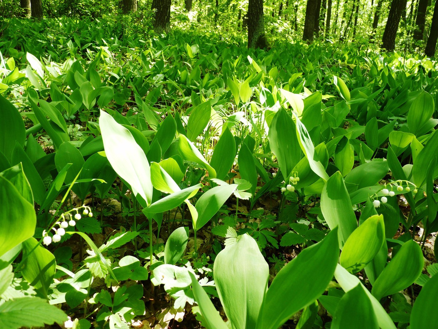 How to Care for Lily of the Valley
