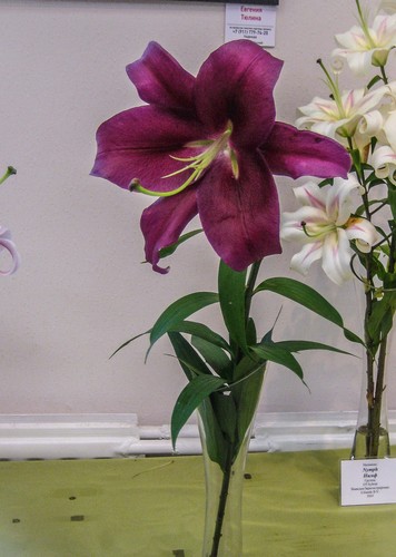 Lily