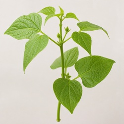 Lima Bean Identification Guide