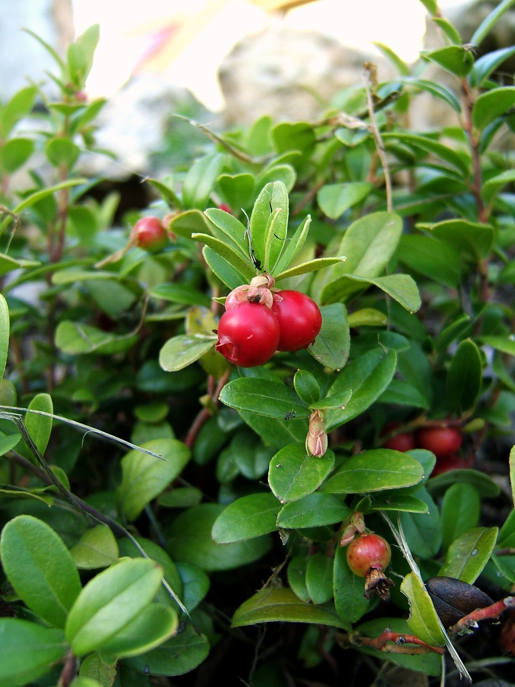 How to Care for Lingonberry