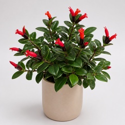 Lipstick Plant Identification Guide