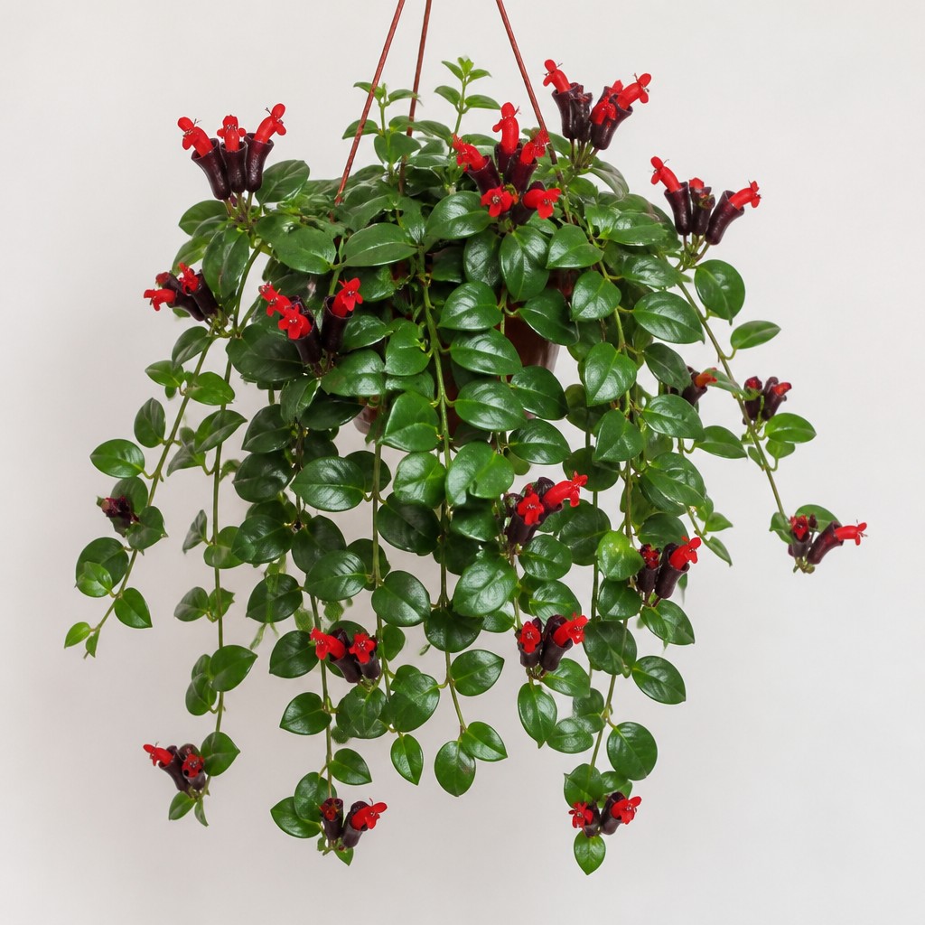 Lipstick Plant
