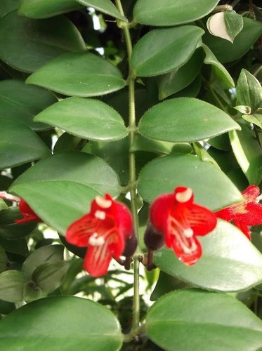 Lipstick Plant