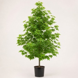 Liquidambar Identification Guide