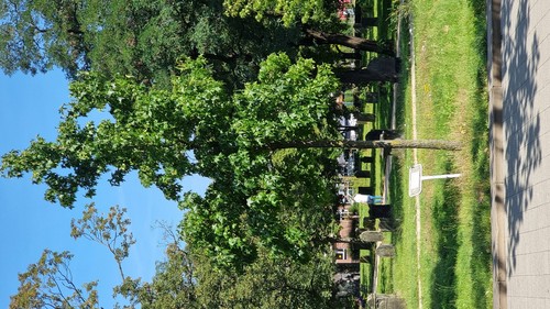Liquidambar