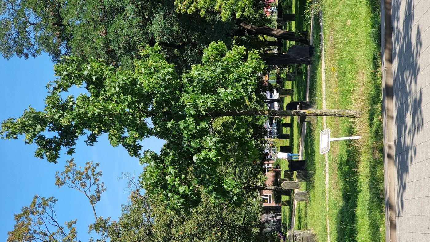 How to Care for Liquidambar