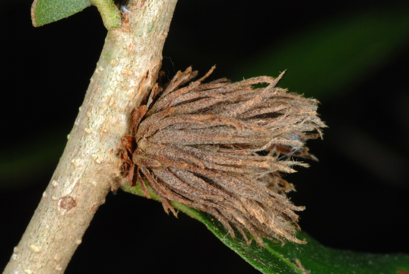How to Care for Live Oak