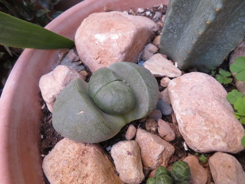 Living Stones
