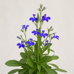 Lobelia Identification Guide