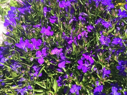 Lobelia