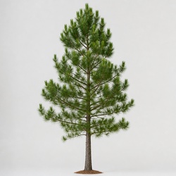 Loblolly Pine Identification Guide