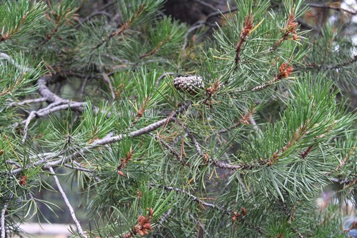Lodgepole Pine